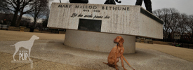 “Knowledge is the Prime Need of the Hour”: Women’s History Month and Mary McLeod Bethune