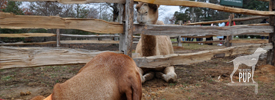National Howl-iday Scene: Part IV