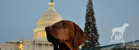 National Howl-iday Scene: Part I