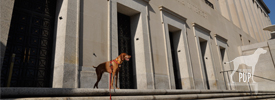 Canine Connections with the Interior
