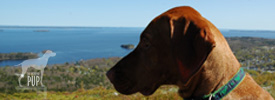 Getting Out and About in Vacationland