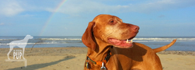 Summer Fun: 5 Dog-Friendly OBX Destinations