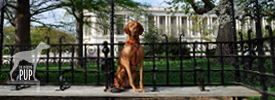A Grotto with a View: Olmsted’s Dog-Friendly Legacy