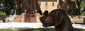 “Bark Upon the Gale”: Adventures on D.O.G. Street