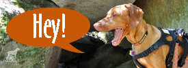 Calling all Intrepid Pup Fans…