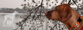 A Blossoming Tradition