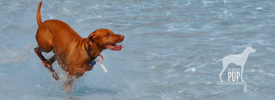 Four Ways to Savor the End of Summer with your Dog