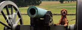 Gettysburg: Intrepid Pup Ventures to Hallowed Ground