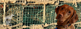 In the Pursuit of Lobster