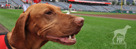 Play Ball!
