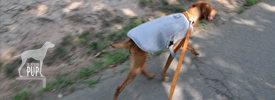 Gearing Up for Summer: Intrepid Pup Reviews Ruffwear’s Swamp Cooler™ Vest