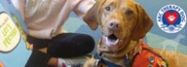 Dog Power: Tales of a Therapy Dog